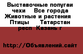 Выставочные попугаи чехи  - Все города Животные и растения » Птицы   . Татарстан респ.,Казань г.